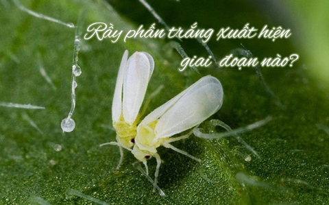 RẦY PHẤN TRẮNG XUẤT HIỆN GIAI ĐOẠN NÀO?