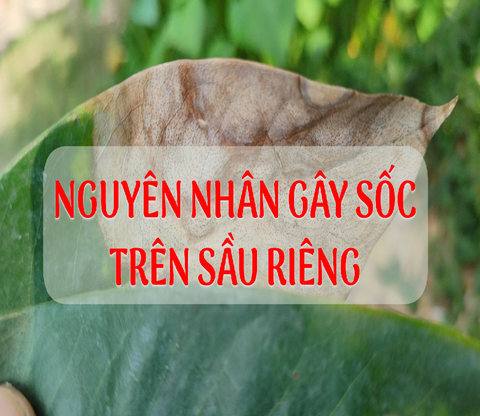 CÁC NGUYÊN NHÂN GÂY SỐC TRÊN SẦU RIÊNG  VÀ GIẢI PHÁP KHẮC PHỤC