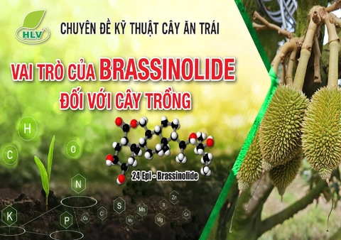 Vai Trò Của Brassinolide Đối Với Cây Trồng