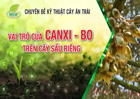 Vai Trò Của Canxi - Bo Trên Cây Sầu Riêng