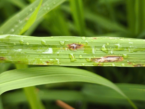 Phòng và trị bệnh đạo ôn lúa kịp thời - hiệu quả – tiết kiệm