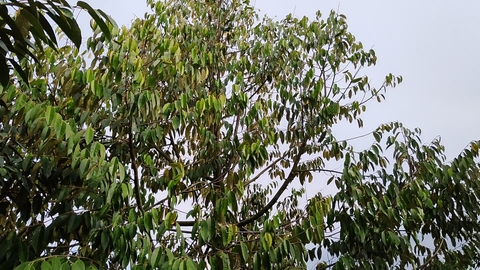 GIẢI PHÁP QUẢN LÝ VÀNG LÁ THỐI RỄ SẦU RIÊNG MÙA MƯA TẠI MIỀN TÂY