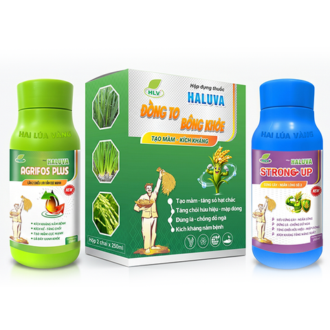 Haluva Đòng To Bông Khỏe