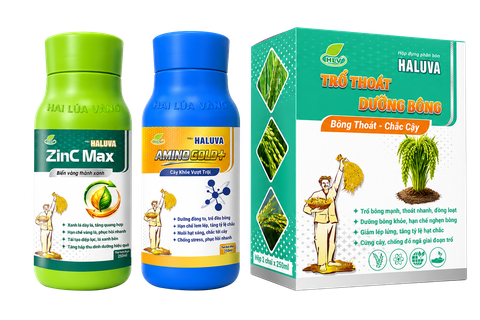 Haluve Trổ Thoát Dưỡng Bông