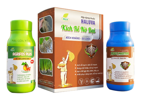 Haluva Kích Rễ Nở Bụi