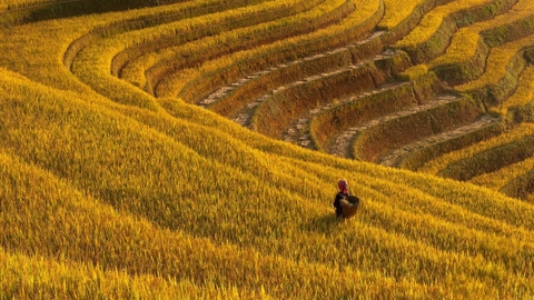 Lịch trình Mù Cang Chải 3 ngày 2 đêm mùa lúa chín