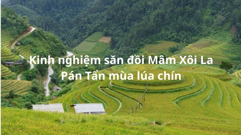 Kinh nghiệm săn đồi Mâm Xôi La Pán Tẩn mùa lúa chín