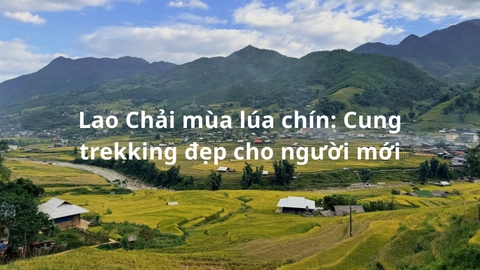 Lao Chải mùa lúa chín: Cung trekking đẹp cho người mới