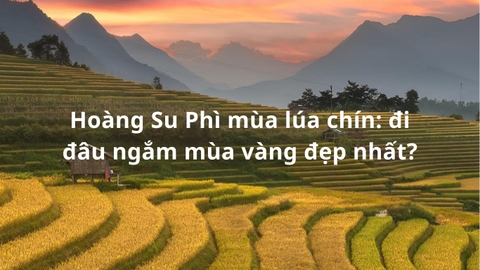Hoàng Su Phì mùa lúa chín: đi đâu ngắm mùa vàng đẹp nhất?