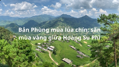 Bản Phùng mùa lúa chín: săn mùa vàng giữa Hoàng Su Phì