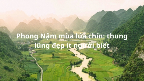 Phong Nậm mùa lúa chín: thung lũng đẹp ít người biết