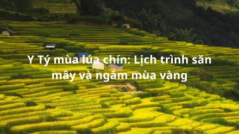 Y Tý mùa lúa chín: Lịch trình săn mây và ngắm mùa vàng