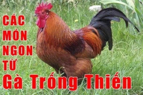 Chuyên đề học làm các món từ GÀ TRỐNG THIẾN - Món ngon truyền thống của ẨM THỰC VIỆT NAM