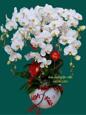 Lan hồ điệp theo số cành