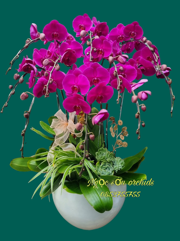 Lan hồ điệp theo màu