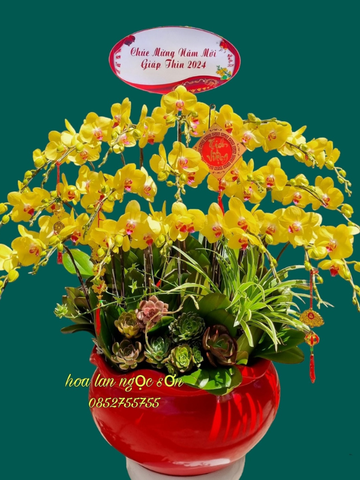 Lan hồ điệp theo chủ đề