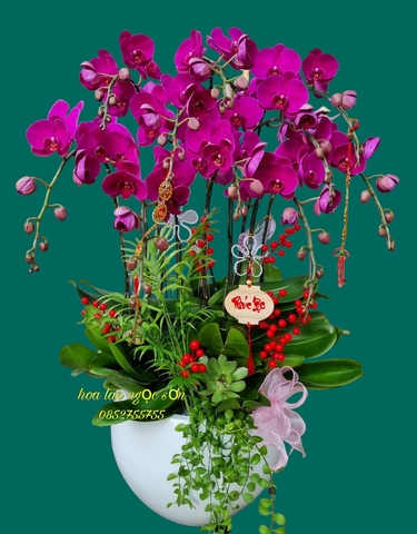 Chậu lan hồ điệp tím - HDTIM 001