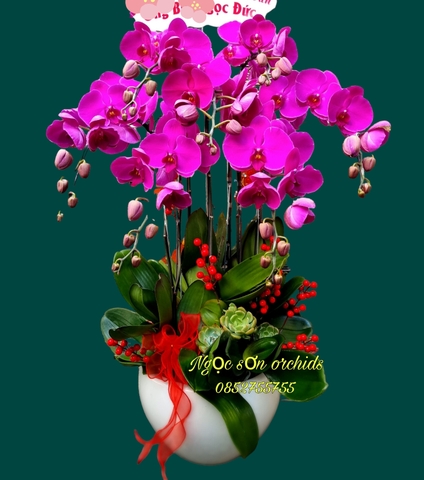 Chậu lan hồ điệp tím - HDTIM 002