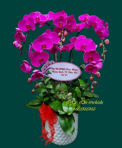 Chậu lan hồ điệp tím - HDTIM 003