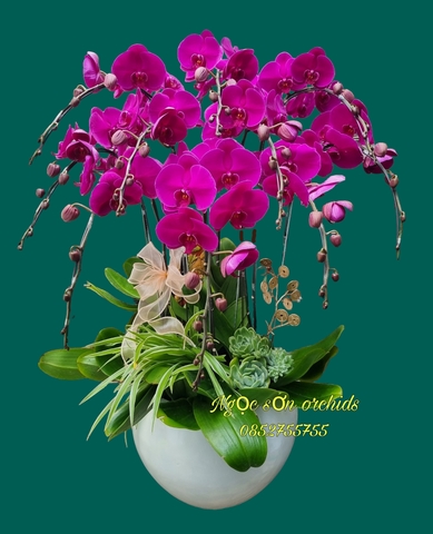 Chậu lan hồ điệp tím - HDTIM 004