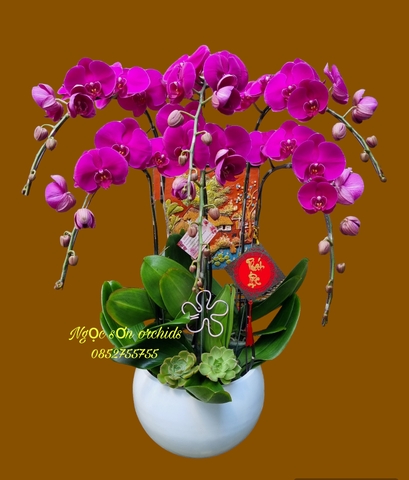 Chậu lan hồ điệp tím - HDTIM 005