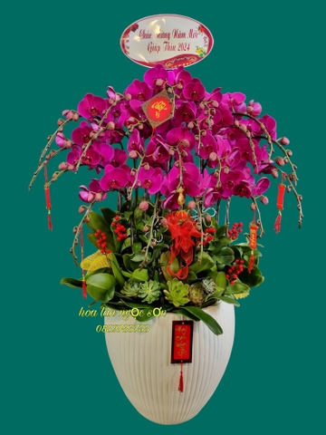 Chậu lan hồ điệp tím - HDTIM 006