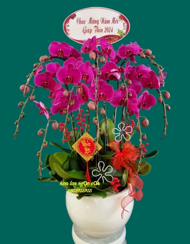 Chậu lan hồ điệp tím - HDTIM 007