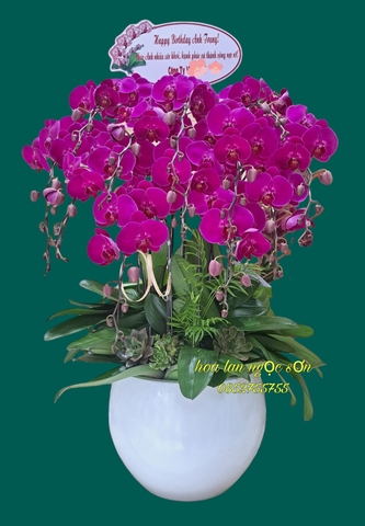 Chậu lan hồ điệp tím - HDTIM 008