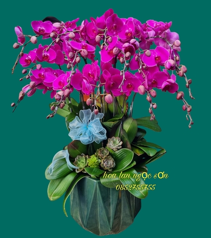 Chậu lan hồ điệp tím - HDTIM 009