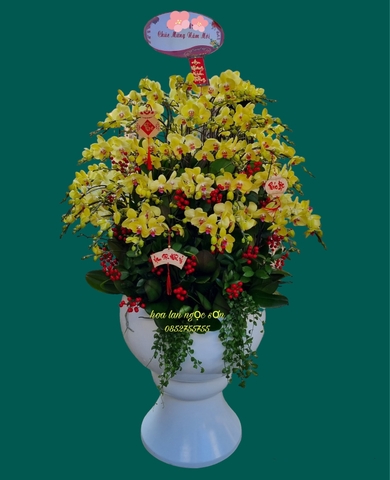 Chậu lan hồ điệp - HDV 001