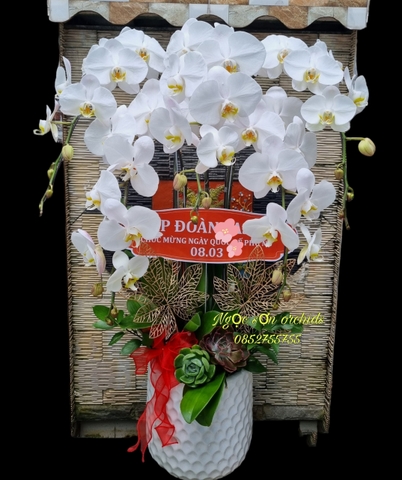 Chậu lan hồ điệp trắng - HDT 001