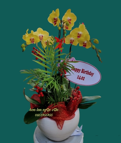 Chậu lan hồ điệp vàng - HDV 010