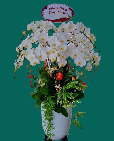 Chậu lan hồ điệp trắng - HDT 010