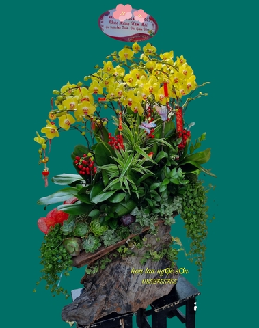 Chậu lan hồ điệp vàng - HDV 011