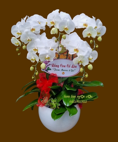 Chậu lan hồ điệp trắng - HDT 011