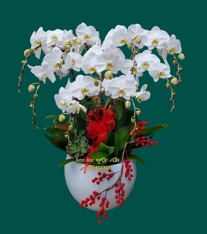 Chậu lan hồ điệp trắng - HDT 012