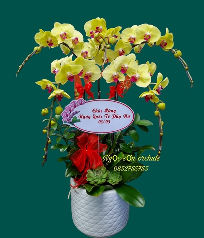 Chậu lan hồ điệp vàng - HDV 013