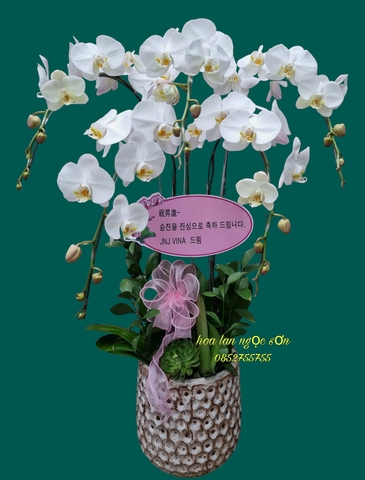 Chậu lan hồ điệp trắng - HDT 013