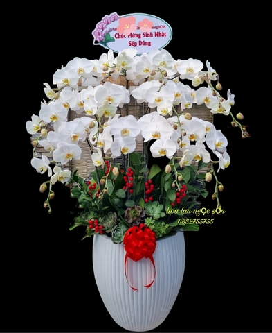 Chậu lan hồ điệp trắng - HDT 014