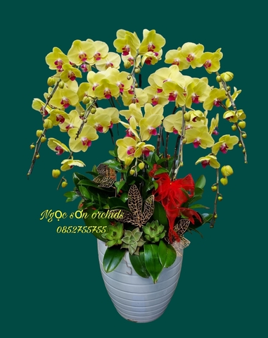 Chậu lan hồ điệp vàng - HDV 015