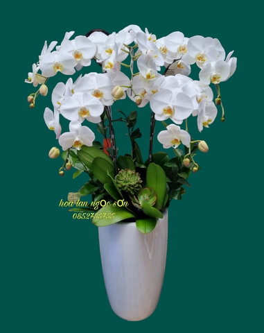 Chậu lan hồ điệp trắng - HDT 015