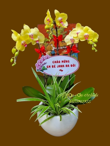 Chậu lan hồ điệp vàng - HDV 016