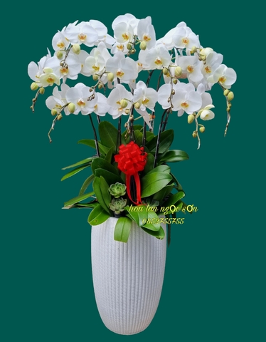 Chậu lan hồ điệp trắng - HDT 016