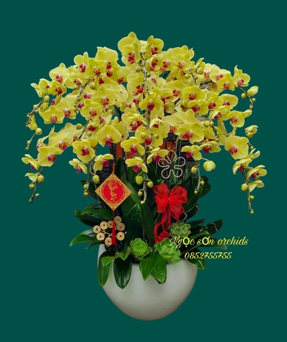 Chậu lan hồ điệp vàng - HDV 017