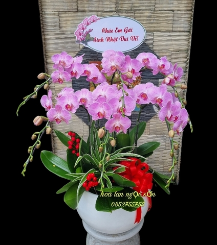 Chậu lan hồ điệp hồng - HDH 002