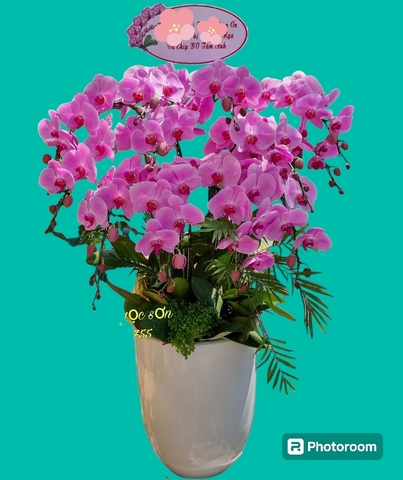 Chậu lan hồ điệp hồng - HDH 003