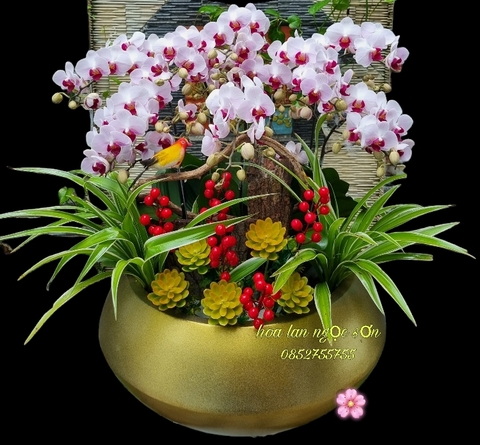 Lan hồ điệp bonsai - HDB 004