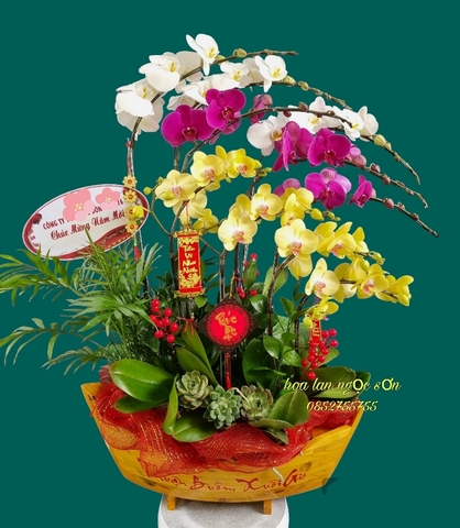 Chậu lan hồ điệp thuyền gỗ - LT 015