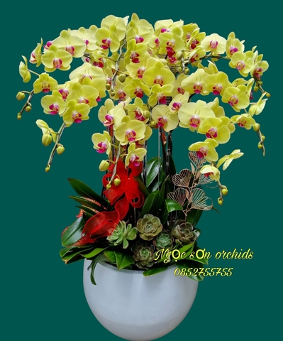 Chậu lan hồ điệp vàng - HDV 018