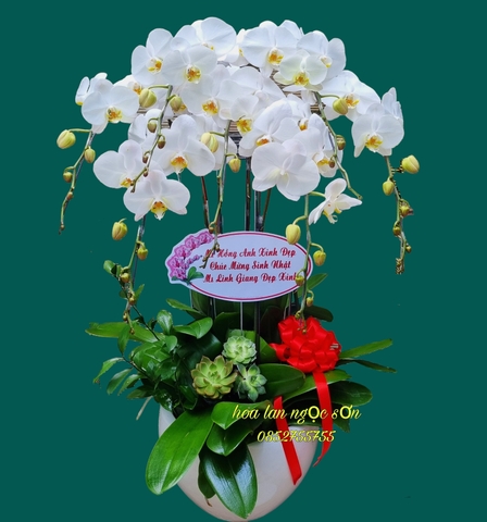 Chậu lan hồ điệp trắng-  HDT 018